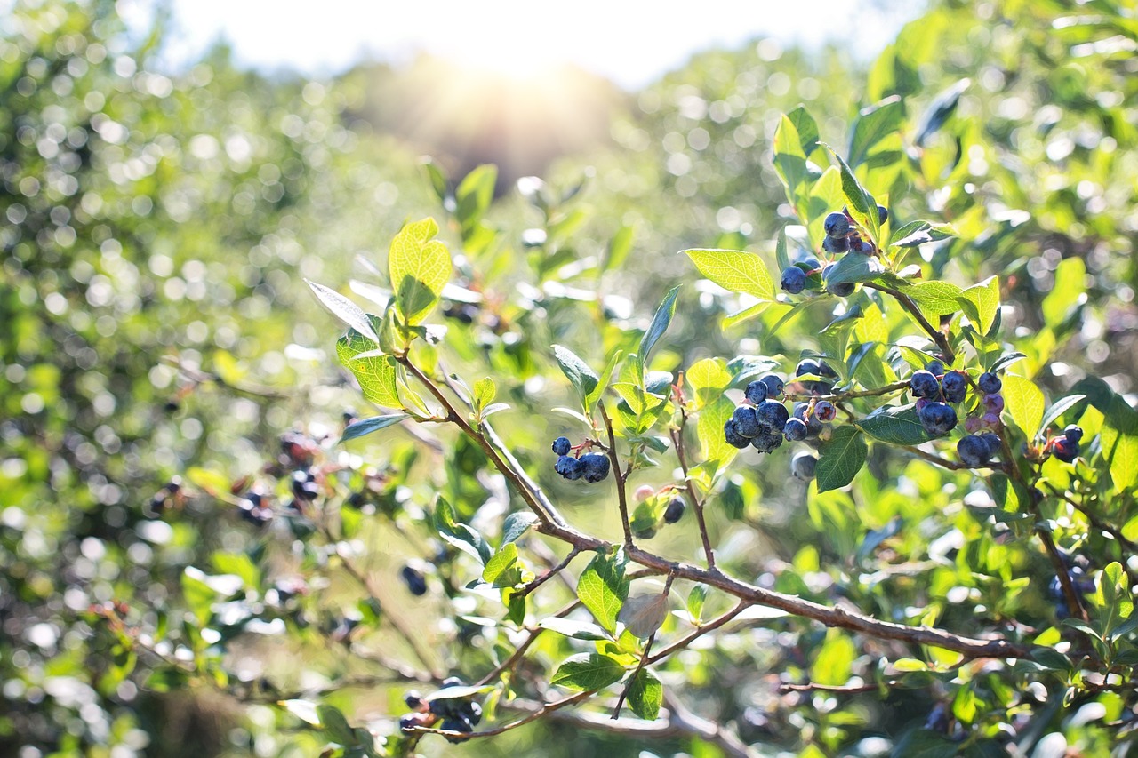 blueberries-borůvky keře